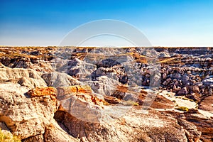 Plant Fossils in Badlands of Petrified Forest National Park, Arizona