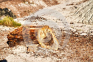 Plant Fossils in Badlands of Petrified Forest National Park, Arizona