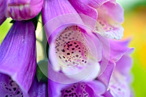 The plant is Foxglove purple, with flowers that look like bells.