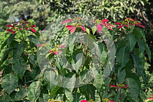 Poinsettia or Mana angangbi Plant Magenta Colored Leaves photo