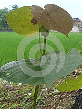 Plant frezee in the Garden