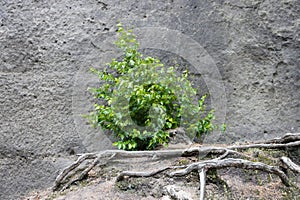 A plant in front of a rock