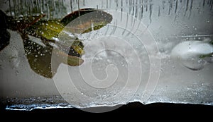 A plant frozen in a block of ice. A live plant trapped in ice. You can see air bubbles. Photo in the studio.