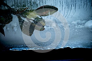 A plant frozen in a block of ice. A live plant trapped in ice. You can see air bubbles. Photo in the studio.