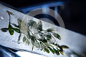 A plant frozen in a block of ice. A live plant trapped in ice. You can see air bubbles. Photo in the studio.