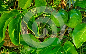 Plant and fruits of Passiflora edulis Sims