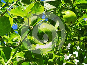 Plant and fruits of Passiflora edulis Sims