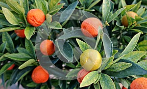 Plant of Fukushu Kumquat, or Fortunella, with fruits at different stages of ripeness