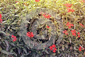 Plant full of red flowers in Miracle Garden Dubai,Middle-East