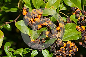 Plant fungus infestation. Pyracantha coccinea scab infection. Scarlet firethorn plant.