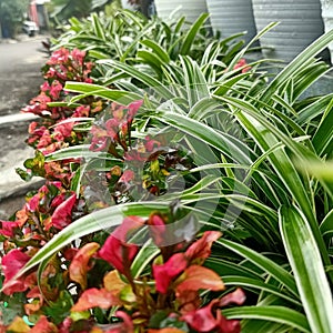 plant garden photo
