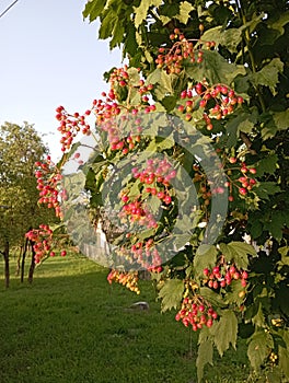 Plant in the garden. Kalyna.