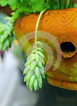 Plant in the garden, plant in a pot