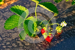 Plant of the garden strawberry or fragaria ananassa growing on the field using the plasticulture method of cultivation