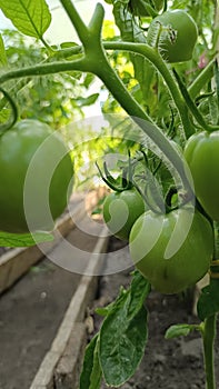 Plant garden tomatoes green greeny greenhouse greenbed