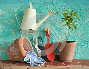 A plant with gardening tools