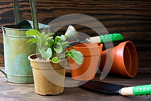 Plant with gardening tools