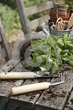 Plant With Gardening Tools And Potting Soil