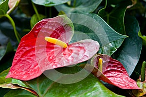 A plant of the genus Anthurium of the Aroid or Aronic family Araceae