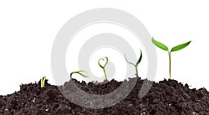 Plant germination and growth photo