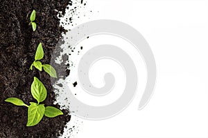 Plant Germination And Growth, concept green world earth day. The concept of environmental stewardship and World Environment Day