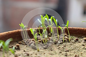 Plant Germination and Growth of Sunflower Seeds