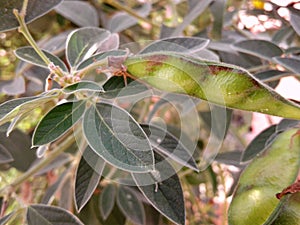 Plant that giving pulse pavorite