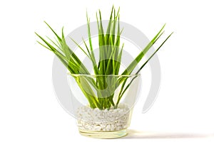 Plant in a glass vase