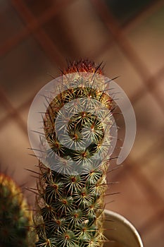 plant of the gold lace cactus or ladyfinger cactus