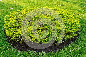 Plant Golden dewdrop