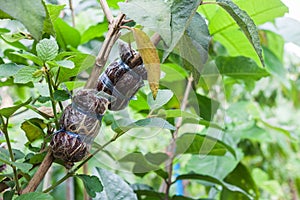 Plant graft - agriculture technique