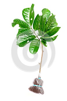 Plant Grafting and budding