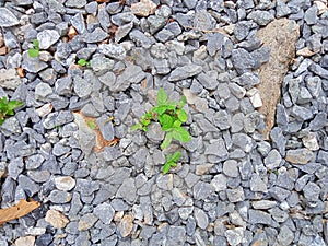 Plant gravel abstract rocks life nature