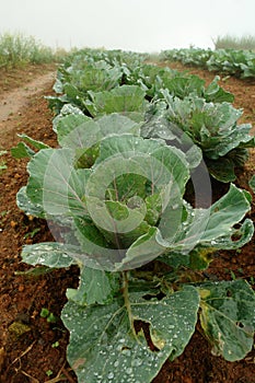 Plant green cabbage fresh