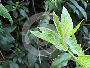 Plant green in the evening