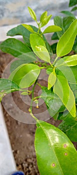 Plant green leaf and fruit orange