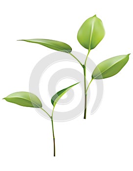 Plant Green Leaf Grow. Vector