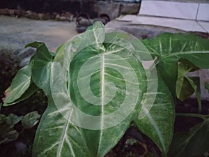 a plant with green leav photo