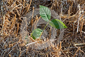 a plant with green leaves growing in field with stubble left after harvesting grain wheat