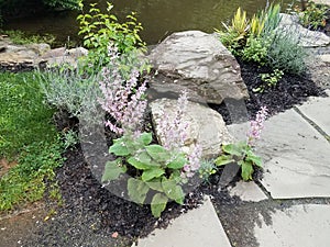 Plant with green leaves and pink flower petals and grey stones
