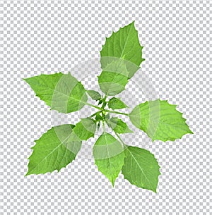 a plant with green leaves on a white background, green leaf tree branch