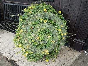 Plant with green leaves and yellow flowers near black bench and wall