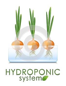 Plant, green onion grown in a hydroponic, aeroponic system. Modern agricultural technologies