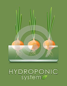 Plant, green onion grown in a hydroponic, aeroponic system. Modern agricultural technologies