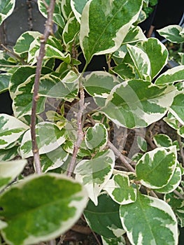 Plant greenwhite