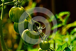 A plant of green and unriped tomatoes