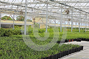 Plant Greenhouse
