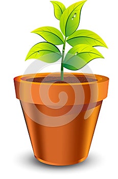 Plant grow in brown pot