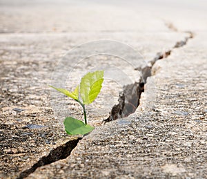 Plant grow on street