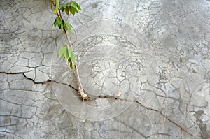 Plant grow up on cracked concrete Wall